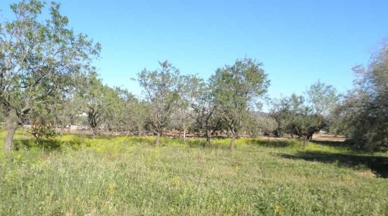 Tarragona - Aldover - 4154m2