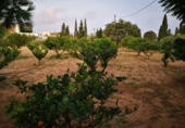 Chalet independiente con terreno en venta en Tortosa ref: TR375726 foto