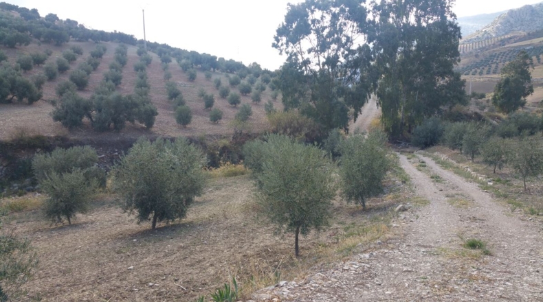 Málaga - Bobadilla - 75000m2