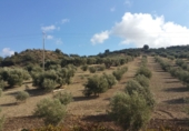 Земельный участок на продажу в городе Antequera. Фото