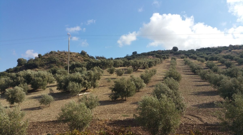 Málaga - Bobadilla - 75000m2