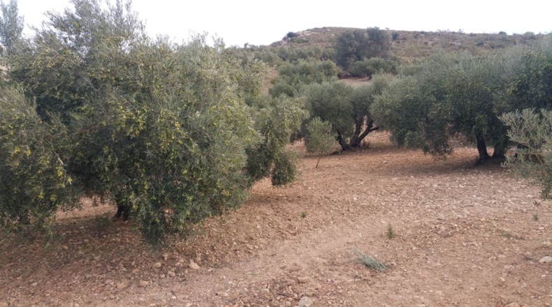 Málaga - Bobadilla - 75000m2