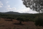 Finca rústica en venta en Viso del Marqués ref: TR21532 foto