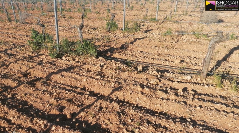 Ciudad Real - Valdepeñas - 350000m2