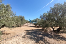 Torreperogil 3181&nbsp;м²