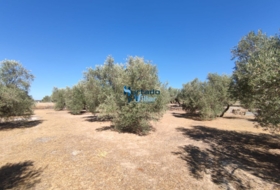 Torreperogil 3181&nbsp;м²