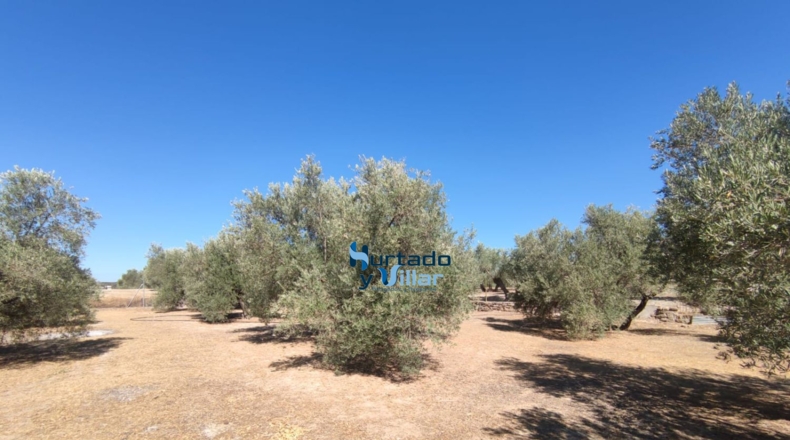 Jaén - Torreperogil - 3181m2