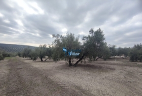 Torreperogil 3281&nbsp;м²