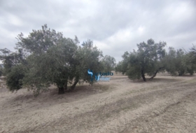 Torreperogil 3281&nbsp;м²