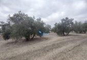 Non-developable land for sale in Torreperogil ref: TR97928 photo