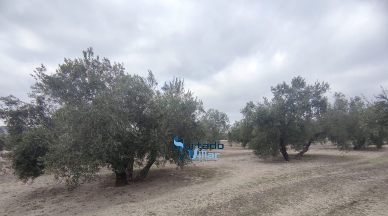 Jaén - Torreperogil - 3281m2