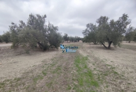 Torreperogil 3281&nbsp;м²