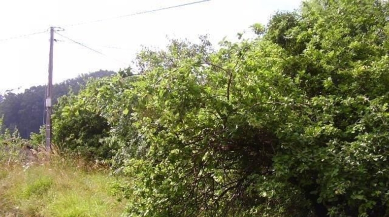 Asturias - Candamín - 250m2