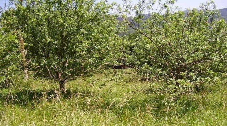 Asturias - Murias - 600m2