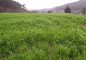 Sòl urbà en venda a Lazana ref.: TR54115 foto
