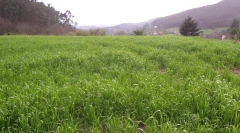 Asturias - Llazana - 850m2