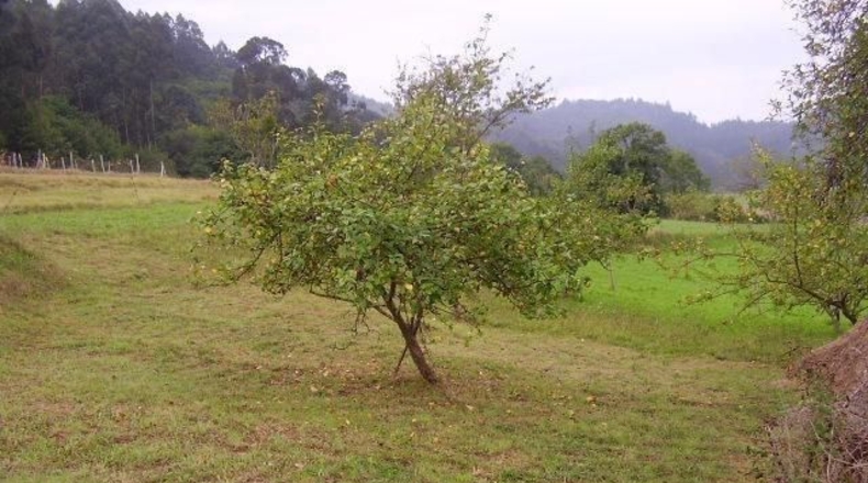 Asturias - Praúa - 442m2