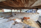 Xalet independent amb terreny en venda a Salas ref.: TR102885 foto