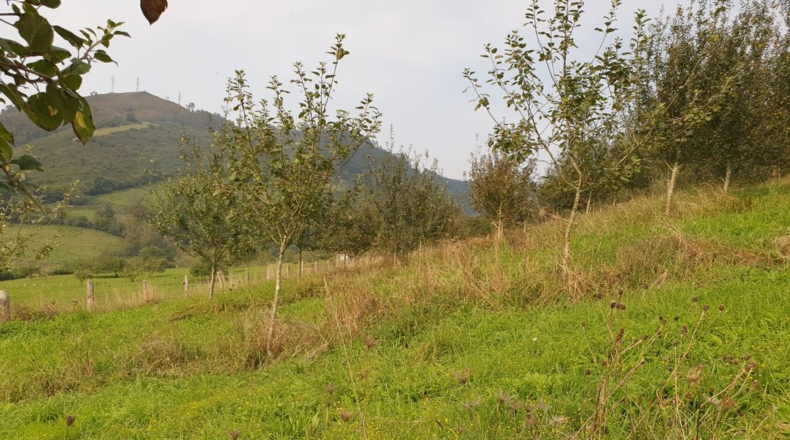 Asturias - La Veiga (Sama de Grado) - 29400m2