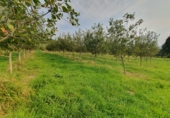 Rural estate for sale in Grado ref: TR184055 photo