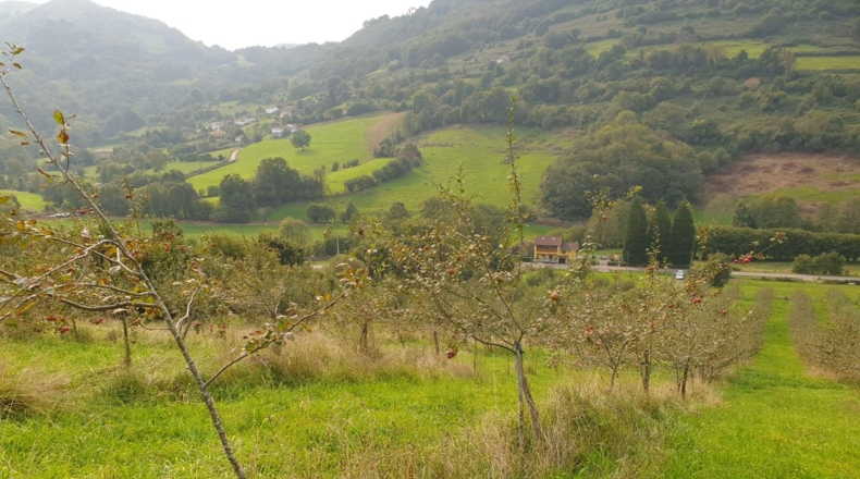 Asturias - La Veiga (Sama de Grado) - 29400m2