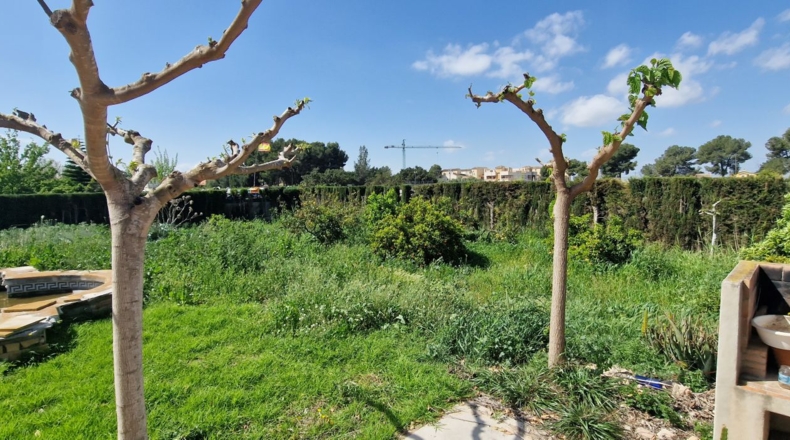 Alicante - Rojales - 2500m2