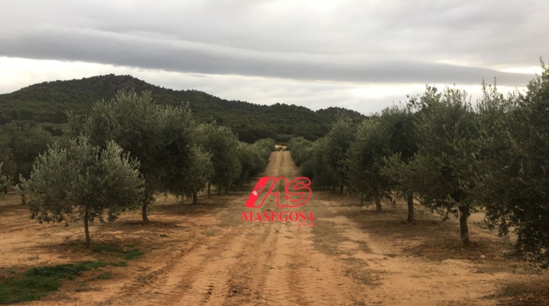 Granada - Padul - 450000m2