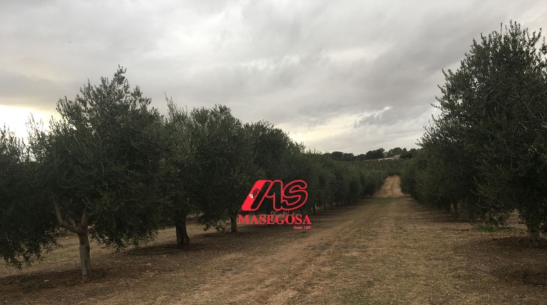 Granada - Padul - 450000m2
