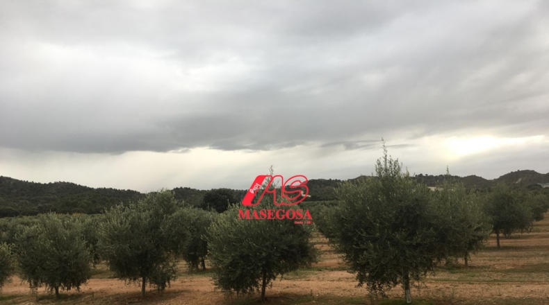 Granada - Padul - 450000m2