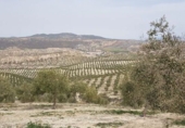 Non-developable land for sale in Alamedilla ref: TR343603 photo