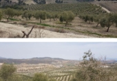 Non-developable land for sale in Alamedilla ref: TR343603 photo