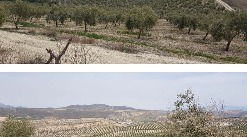 Salamanca - La Alamedilla - 206m2