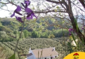 Detached villa with land for rent in Alcalá la Real ref: TR284859 photo