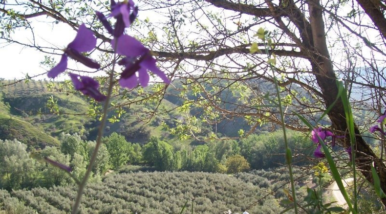 Jaén - Alcalá la Real - 5047m2