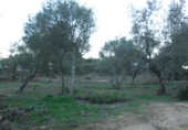 Finca rústica en venda a Vejer de la Frontera ref.: TR29843 foto