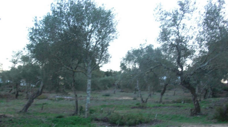Cádiz - Vejer de la Frontera - 21011m2