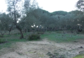 Finca rústica en venda a Vejer de la Frontera ref.: TR29843 foto