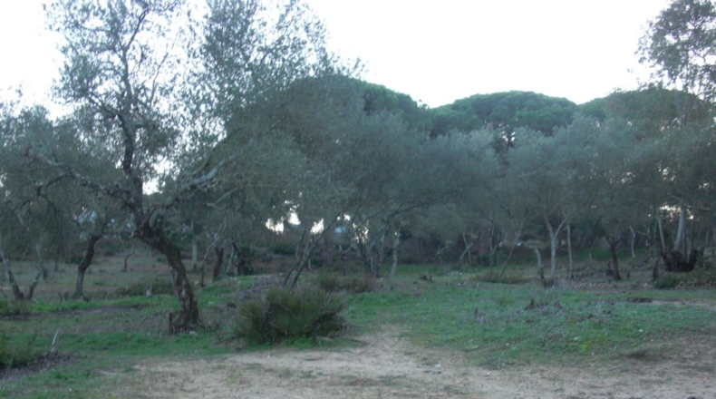 Cádiz - Vejer de la Frontera - 21011m2