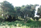 Finca rústica en venda a Vejer de la Frontera ref.: TR37152 foto
