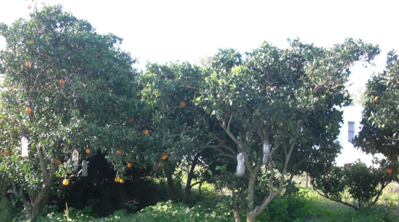 Cádiz - Vejer de la Frontera - 10000m2