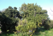 Finca rústica en venda a Vejer de la Frontera ref.: TR37152 foto