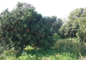 Finca rústica en venda a Vejer de la Frontera ref.: TR37152 foto