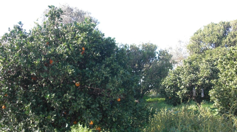 Cádiz - Vejer de la Frontera - 10000m2