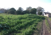 Finca rústica en venda a Vejer de la Frontera ref.: TR37152 foto