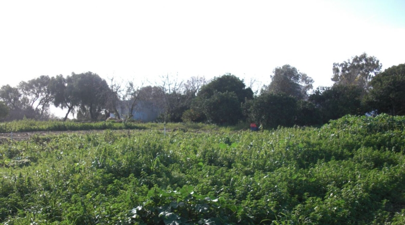 Cádiz - Vejer de la Frontera - 10000m2