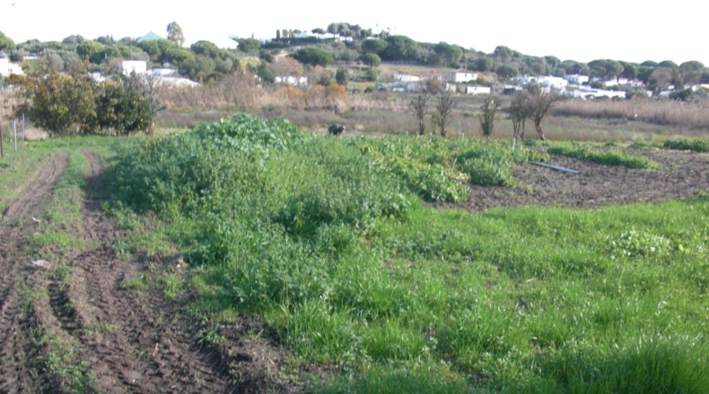 Cádiz - Vejer de la Frontera - 10000m2