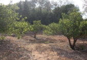 Земельный участок на продажу в городе Vejer de la Frontera. Фото