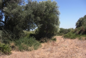 Vejer de la Frontera 0&nbsp;m² 