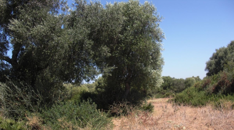 Cádiz - Santa Lucia - 48000m2