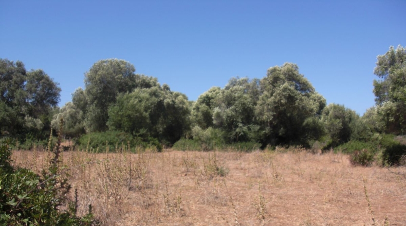 Cádiz - Santa Lucia - 48000m2